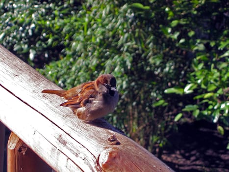 Sparrow