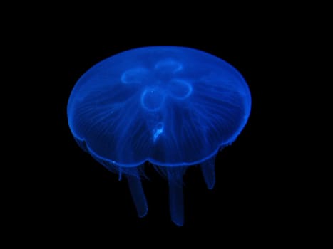 Aurelia aurita