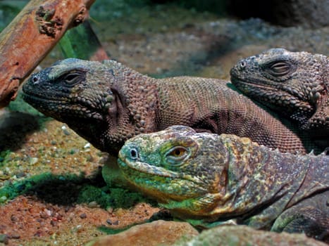 Lizard Trio