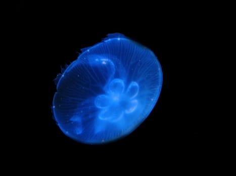 Aurelia aurita