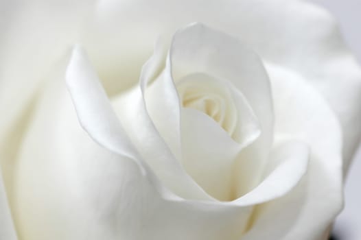 white rose