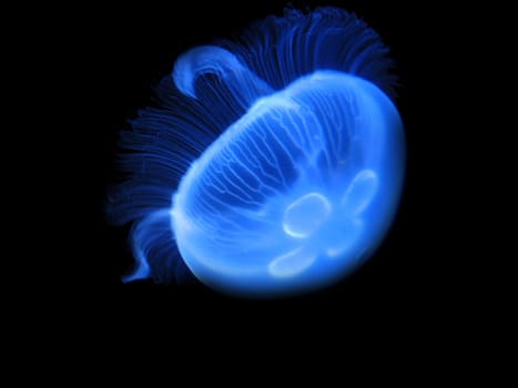 A new recording for my jellyfish series. :-) Aurelia aurita (ear jellyfish). This jellyfish is quite common and can be found in the North Sea,among other places. It is harmless to humans,as it only weakly nettles.