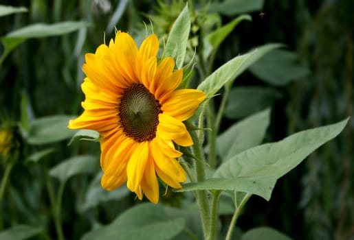nature summer