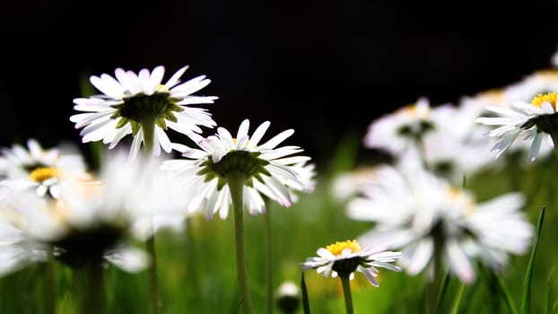 Meadow beauty