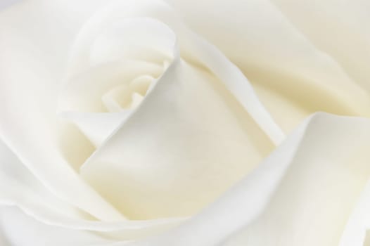 White Rose