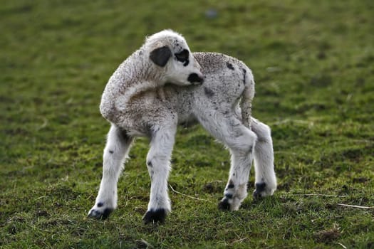 Unfortunately,the twin was not lucky enough to get both together in front of the lens