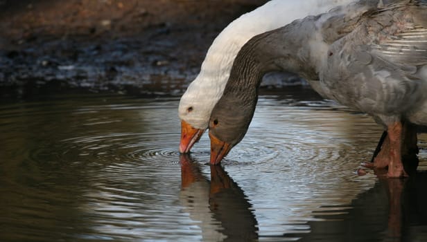 Drinking geese