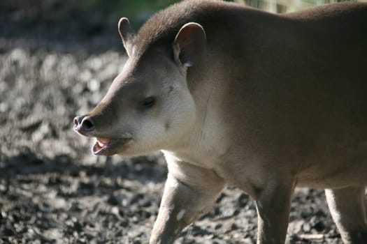 Lowland tapir
