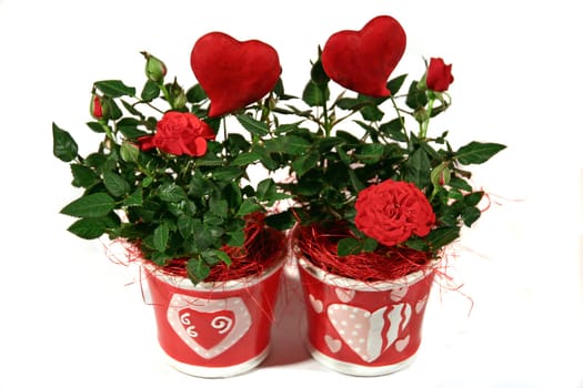 two hearts
