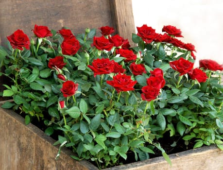Rose chest