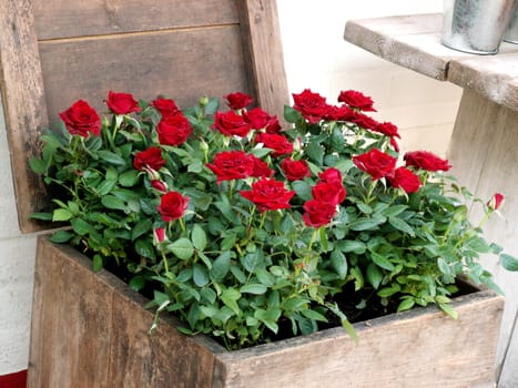 Rose box