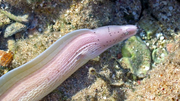 Gray moray eel