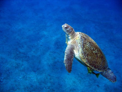 The green sea turtle lives between 40 and 50 years and is distributed worldwide in all tropical and subtropical seas. She lives mainly vegetarian,but also eats invertebrates from time to time. Because of their flesh,they were (and still are)
