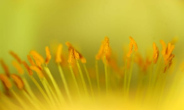 Poppy detail