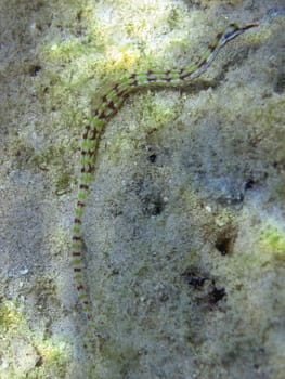 Reticulated pipefish