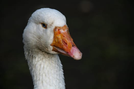 Portrait of a large white bird