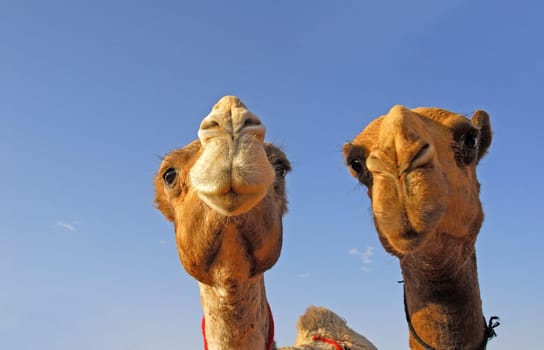 At the camel market in Tanath,Saudi Arabia. Probably one of the most expensive animals - successful racing camels change hands for up to 3 million euros!!