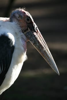 A real personality - and so pretty ugly!