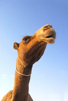At the camel market in Tanath,Saudi Arabia.