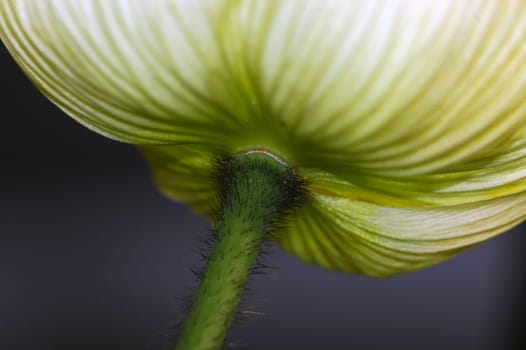 Poppy