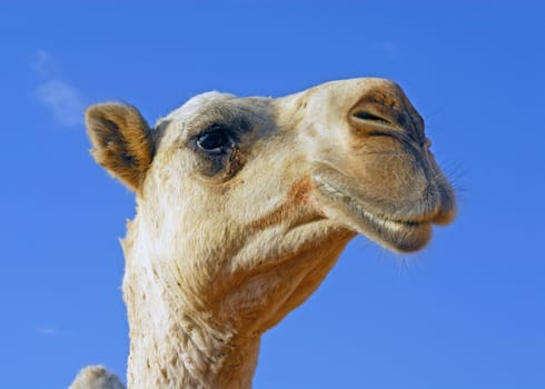At the camel market in Tanath,Saudi Arabia.