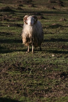 Shaggy farm animal