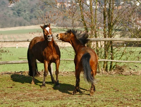 From today they were able to go back to the paddock to the stream,well and promptly it was time to romp again