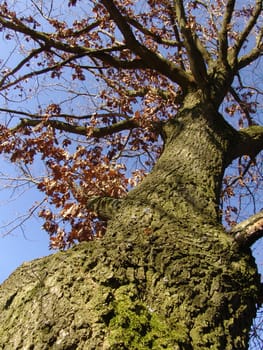 Oak in winter