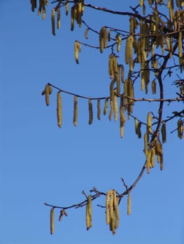 Flowering hazelnut bush