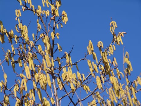 Hazelnut flowers
