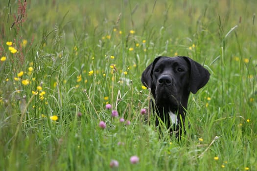Dog portrait in summer flower meadow