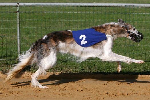 Borzoi - Russian greyhounds