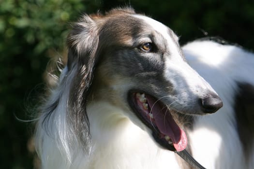 Borzoi - Portrait