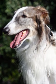Borzoi - a Russian greyhound