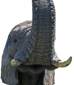 In the Okavango Delta lives an American with three elephants,which he has "adopted"" as orphans and accustomed to humans (not trained!). During the day he roams through the forest with his ""mini-herd"" and you can walk with him for a few hours. And off"