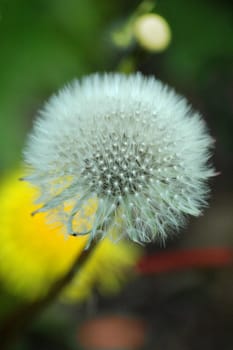 Dandelion