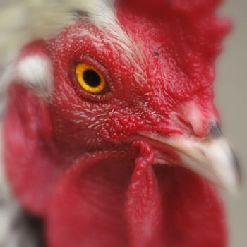 Chicken Portrait