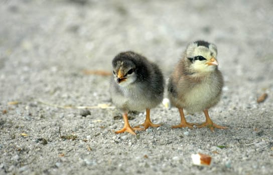 Chick