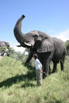 In the Okavango Delta lives an American with three elephants,which he has "adopted"" as orphans and accustomed to humans (not trained!). During the day he roams through the forest with his ""mini-herd"" and you can walk with him for a few hours. And off"