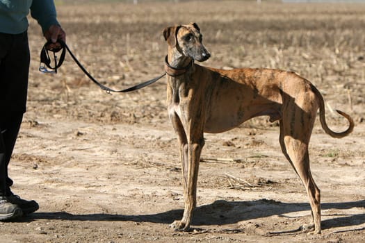 Magyar Agar - Greyhound