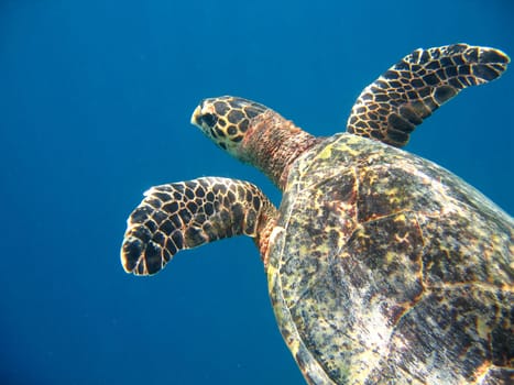Turtle in the Maldives Unfortunately I have never been there,but I have permission to use my uncle's pictures. My dream is to make such pictures myself.