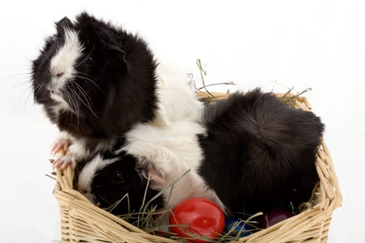 Easter or easter egg
