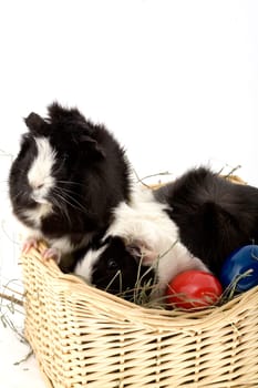 Easter basket