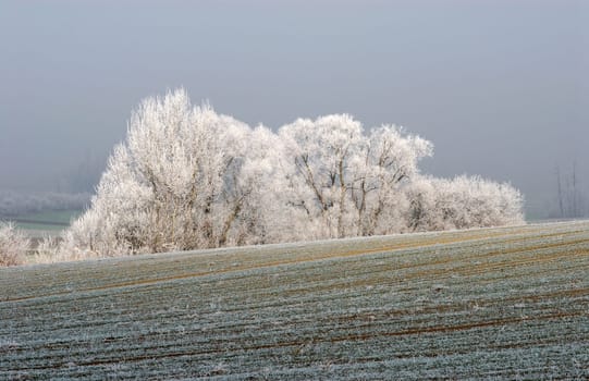 Hoarfrost