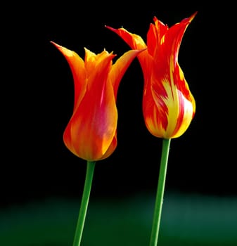 2 tulips