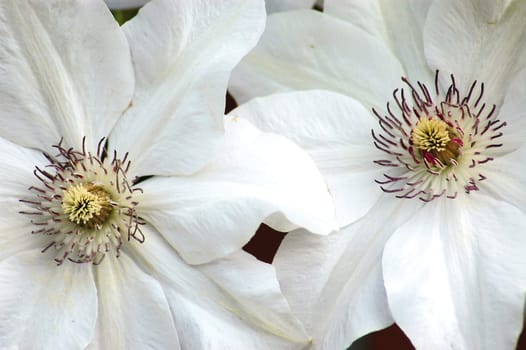 white clematis