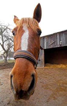 Horse without legs