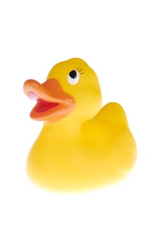 Yellow duck