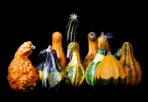 Ornamental pumpkins