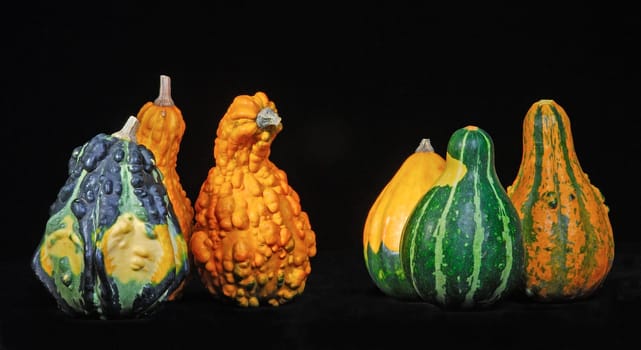 Ornamental pumpkins